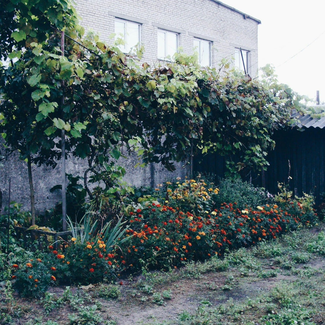 A lush garden with blooming flowers and green vines
