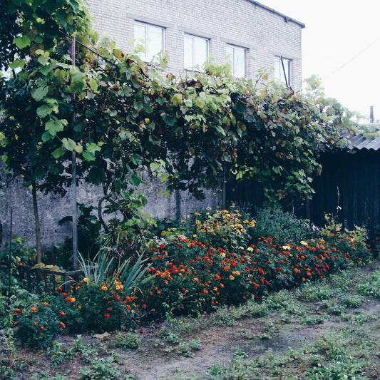 A lush garden with blooming flowers and green vines
