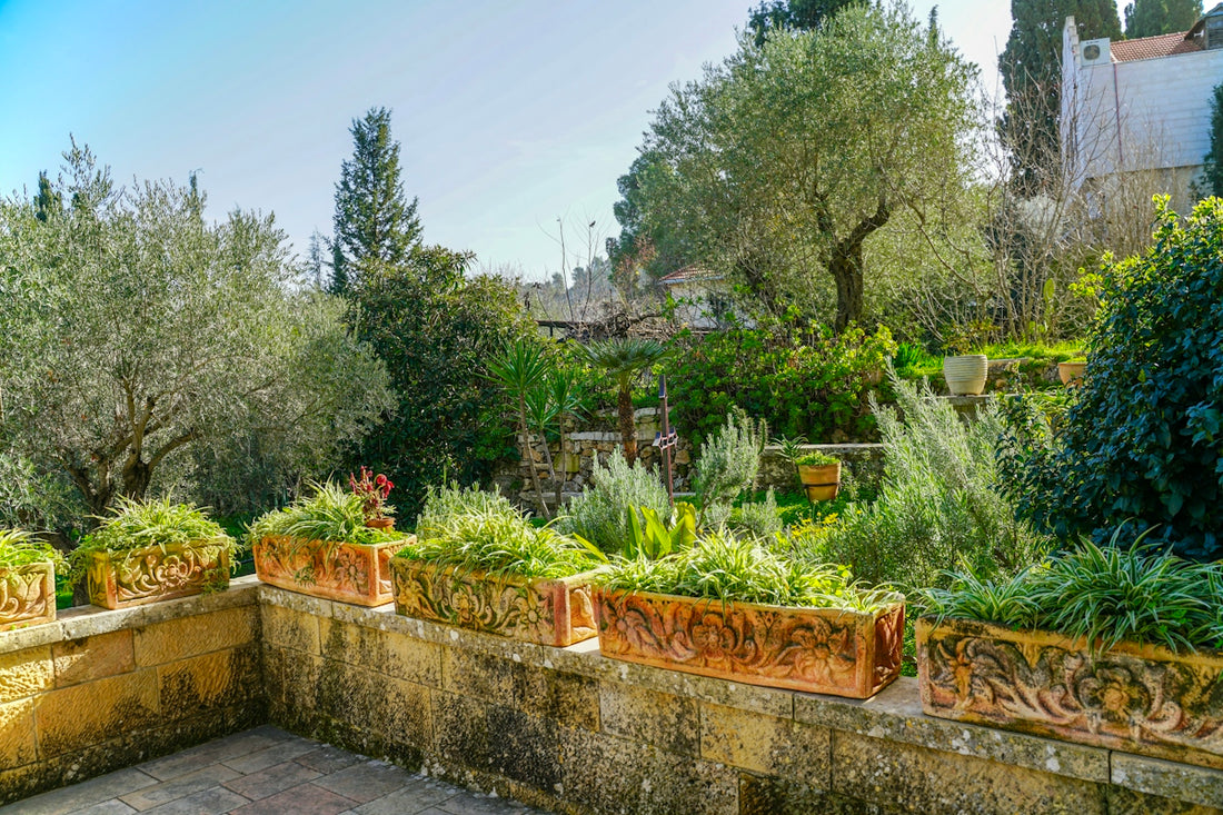 Lush green garden with potted plants and trees