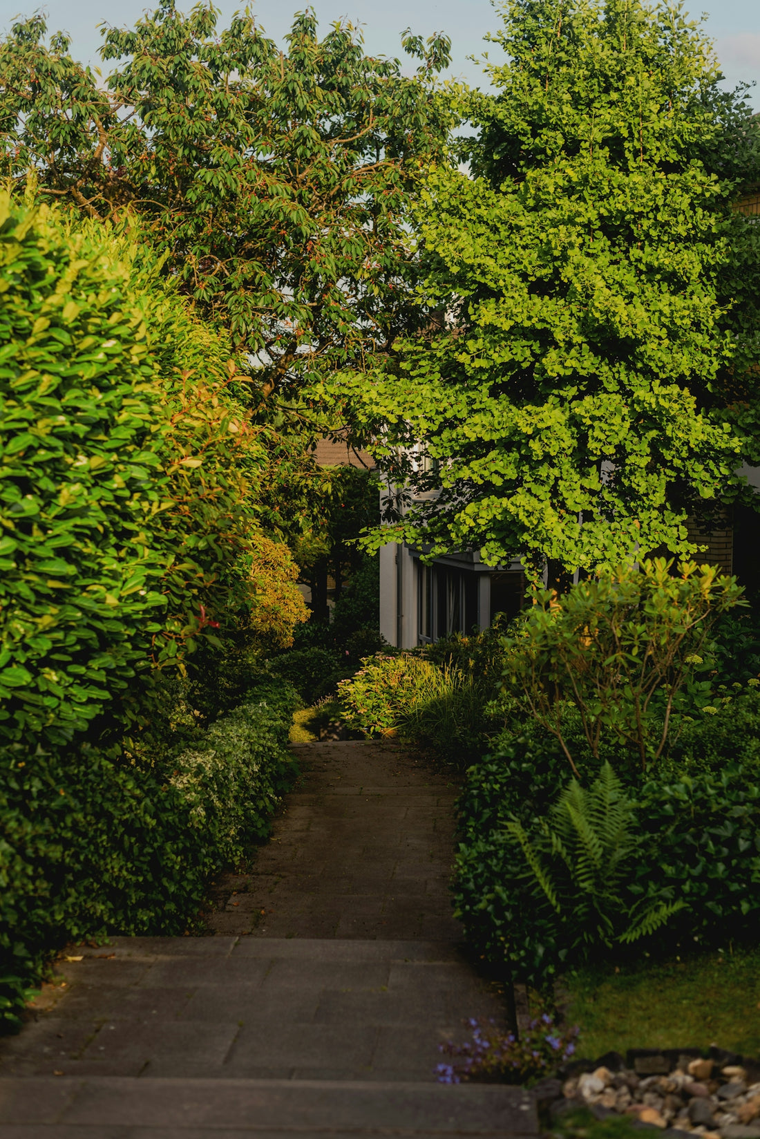 A pathway leads through a lush green garden