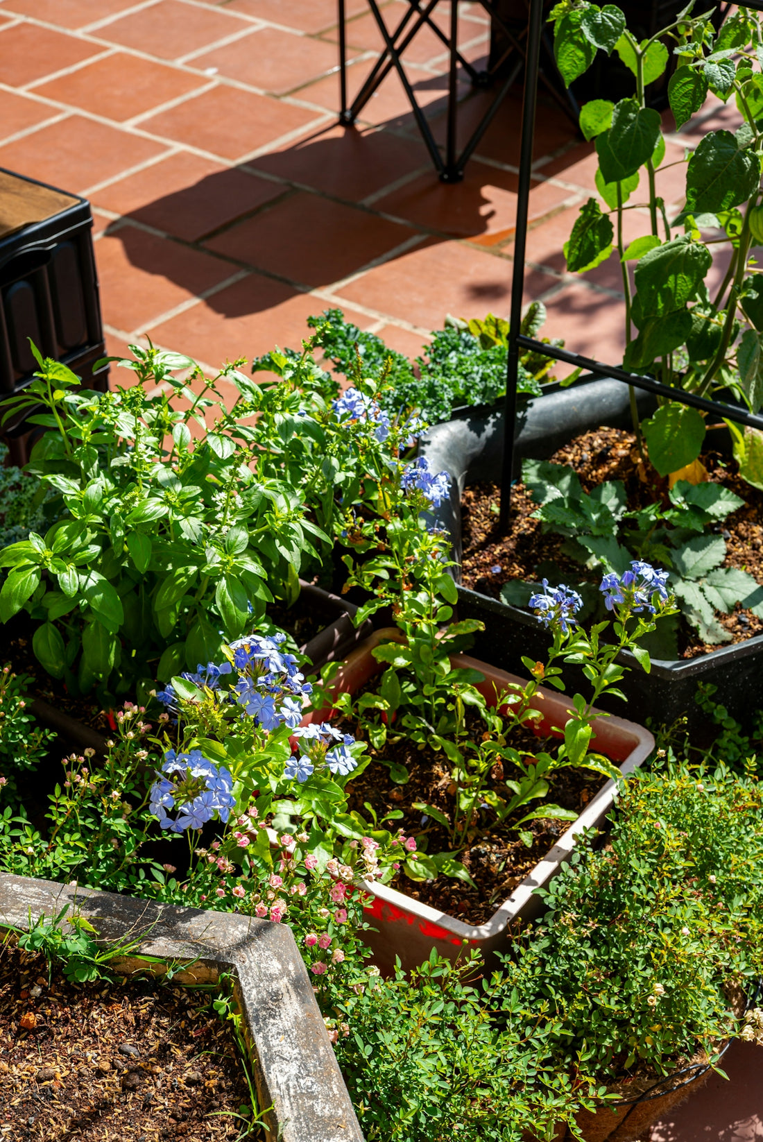 A small garden with blue flowers and green plants