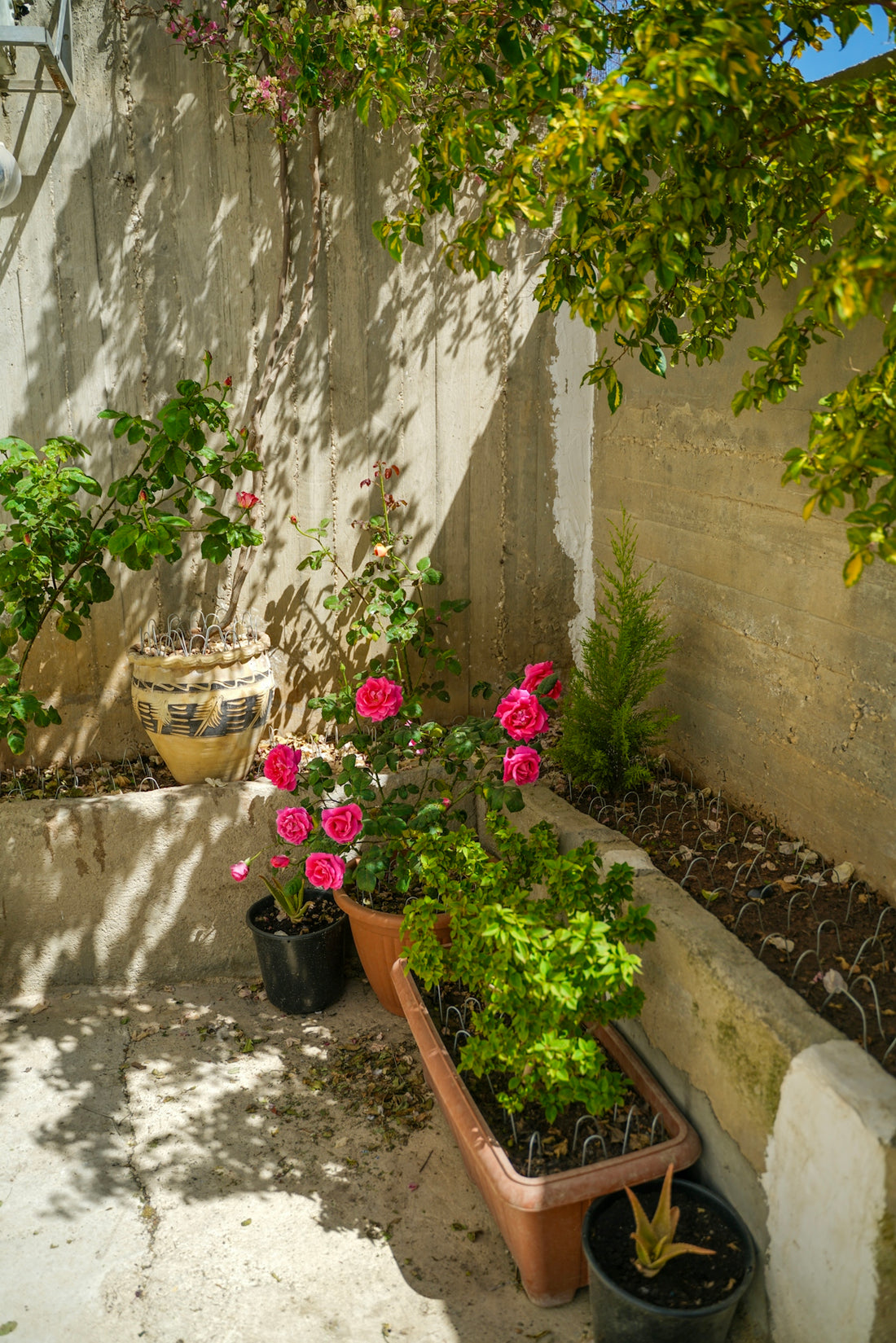 Potted pink roses and green plants in a sunny garden