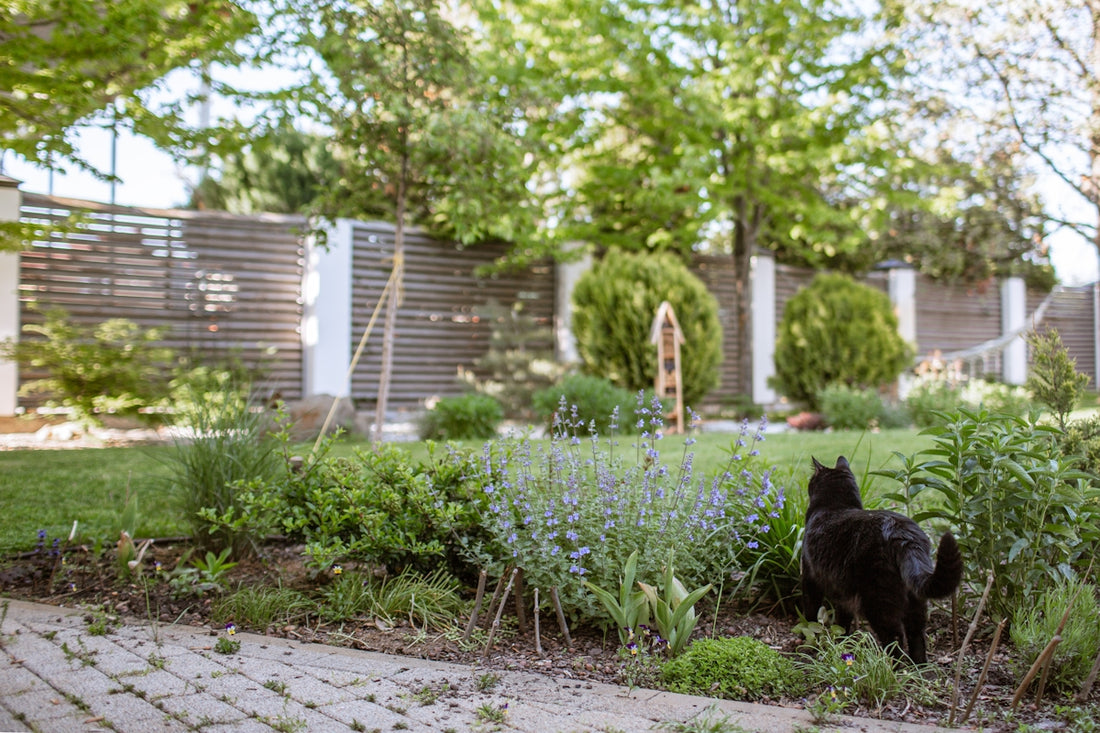 A black cat walks through a lush garden