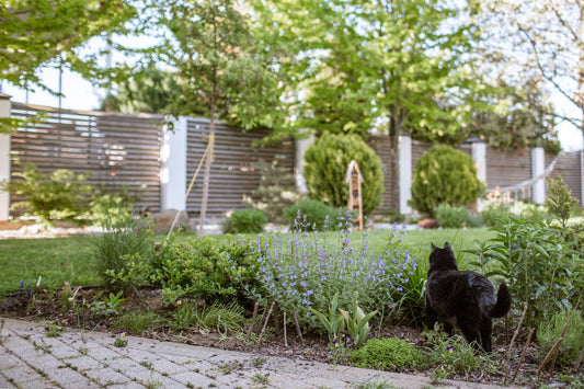 A black cat walks through a lush garden