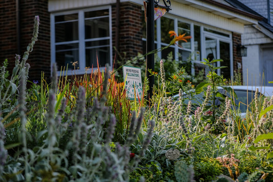 Sunlit garden with various plants and a brick house