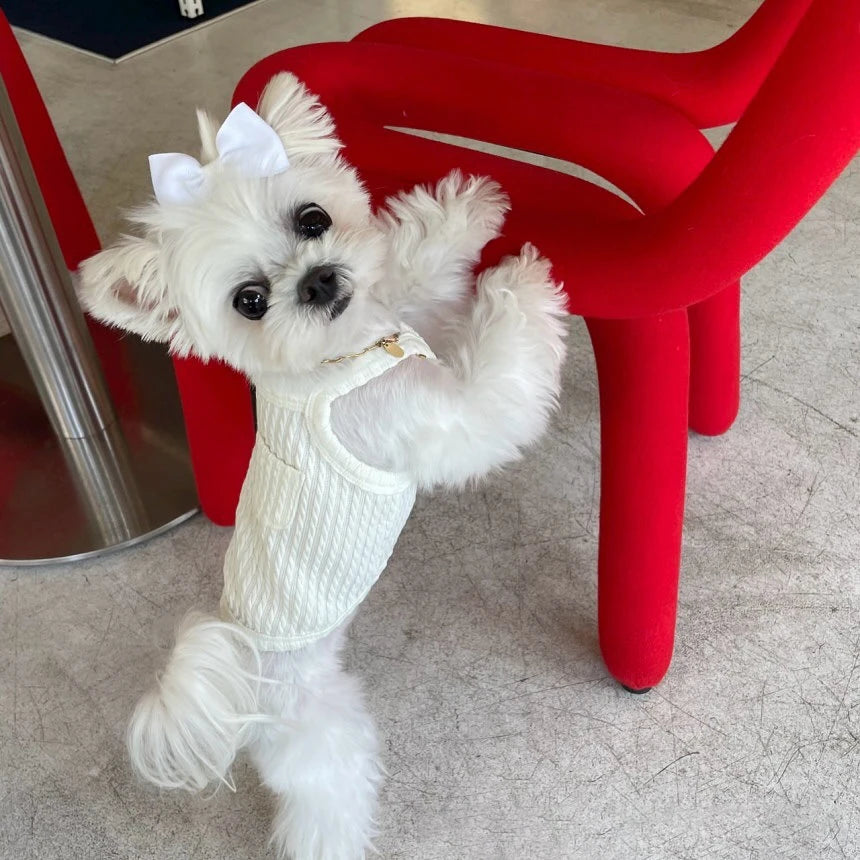 Summer Thin Dog Vest Breathable Dog Clothes For Small Dogs Chihuahua French Bulldog clothing Puppy Clothes Dog Accessories