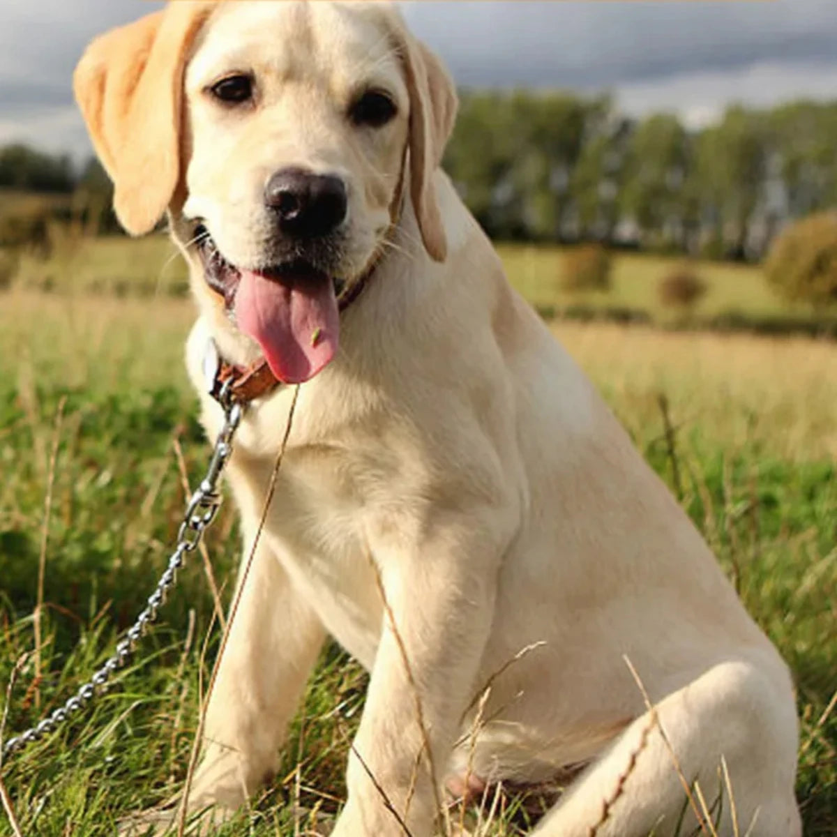 Hondenriem roestvrij staal korte hondenriemen kauwbestendige riemen voor grote honden wandel-trektouw nylon hondenketting huisdierproducten
