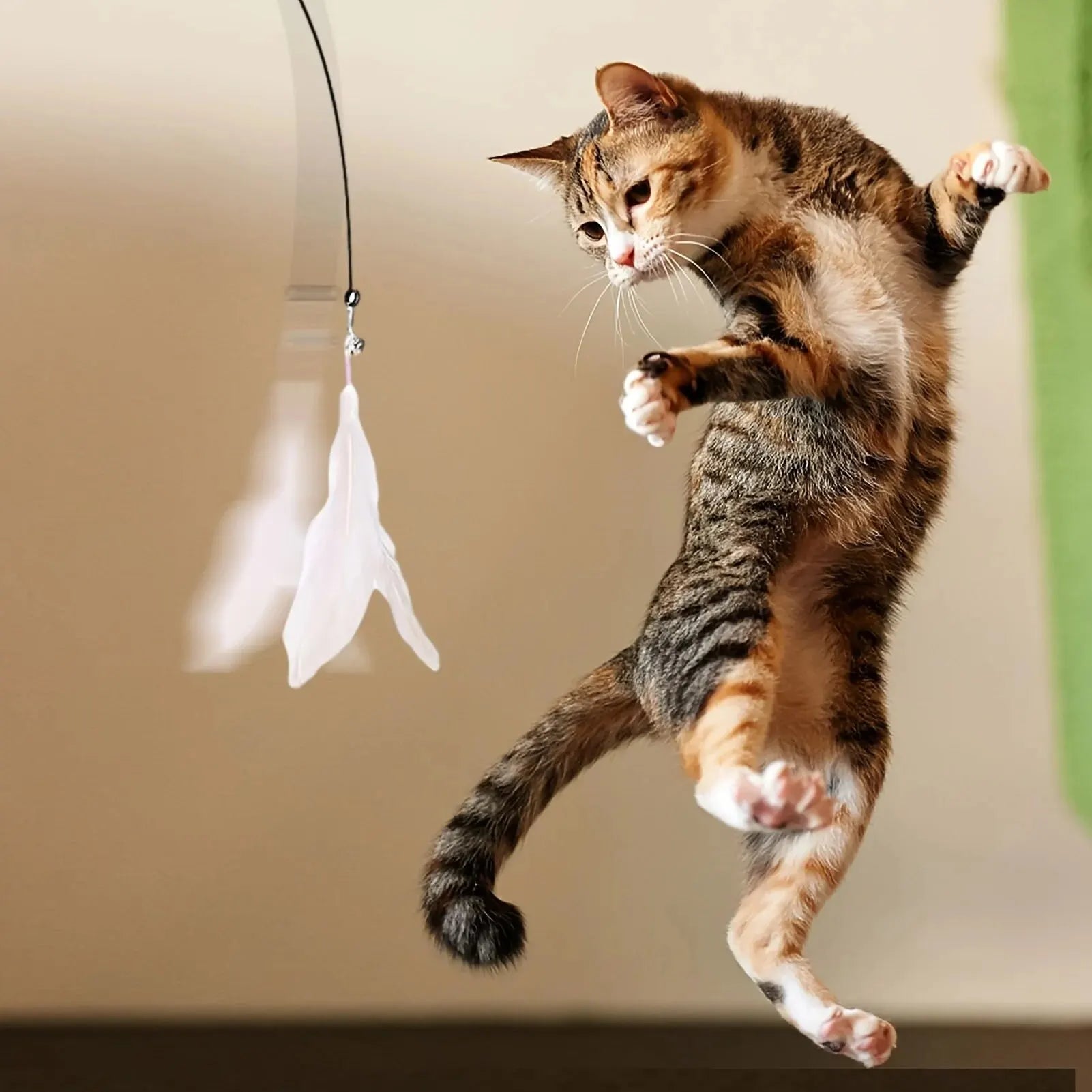 A playful tabby cat leaping to catch a feather toy.