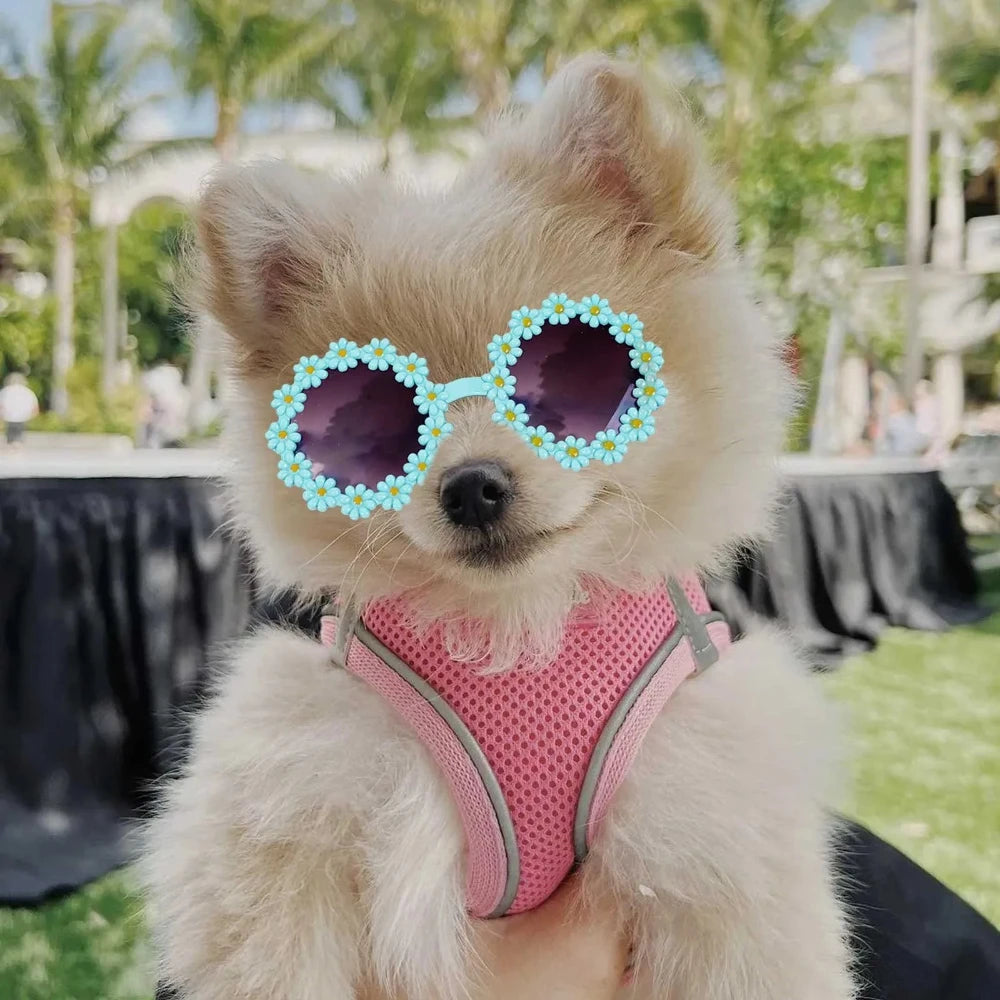 Accessoires pour animaux : lunettes de soleil rondes à fleurs, accessoires de déguisement pour photos pour chats, petits chiens et laisse en paracorde